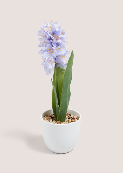 Blue Hyacinth In Plastic Pot