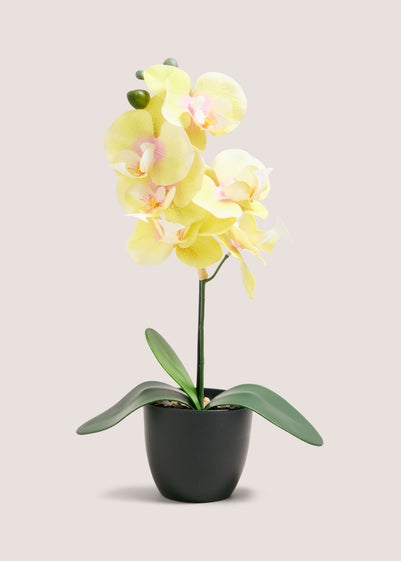 Yellow Orchid In Plastic Pot