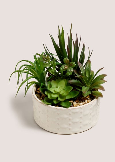 Succulent In Bowl