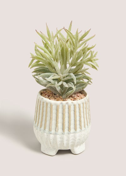 Succulent In Footed Pot