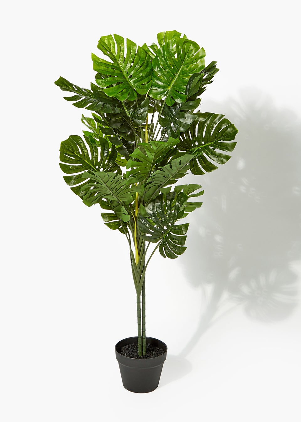 Swiss Cheese Plant In Pot (120cm)