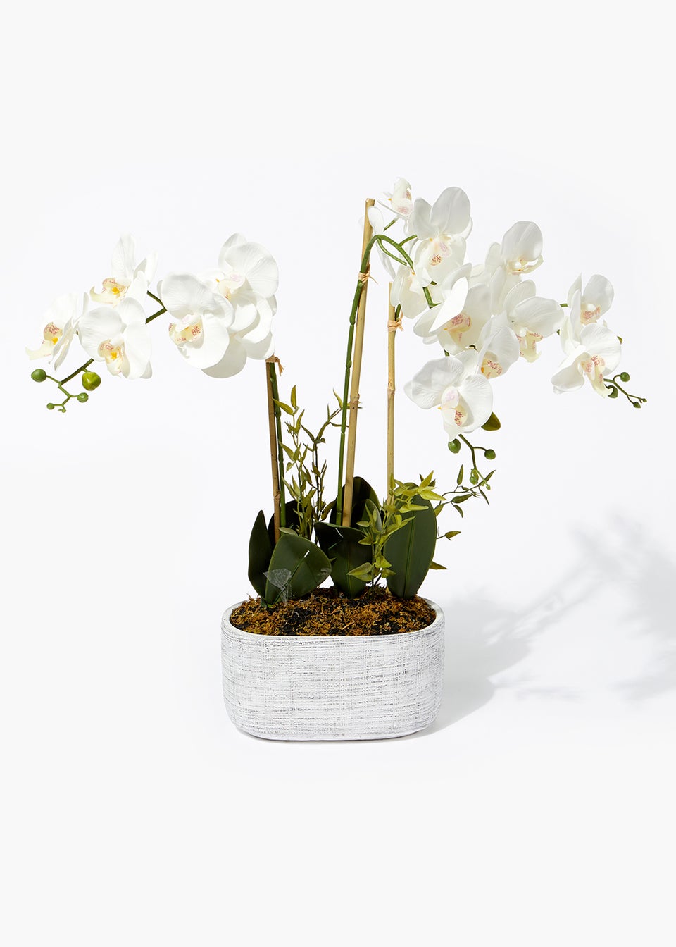 Double Orchid in Grey Cement Pot (62.5cm) Matalan