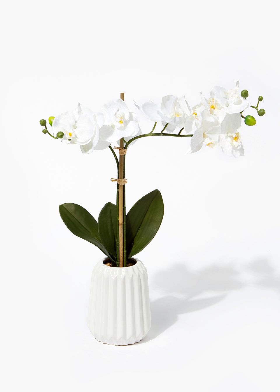 Orchid in White Ceramic Pot (60cm)