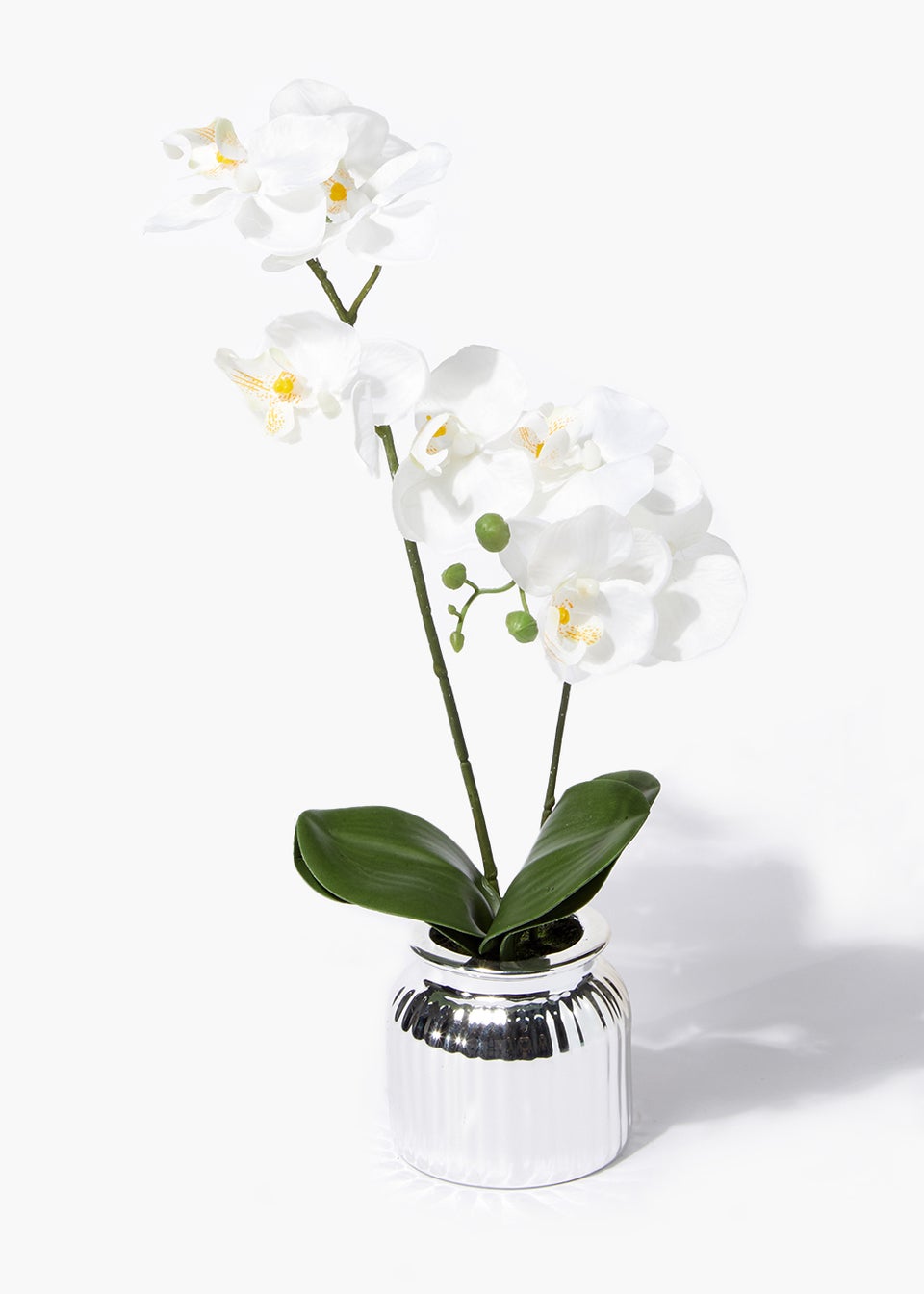 Mini Orchid in Silver Pot (40cm)