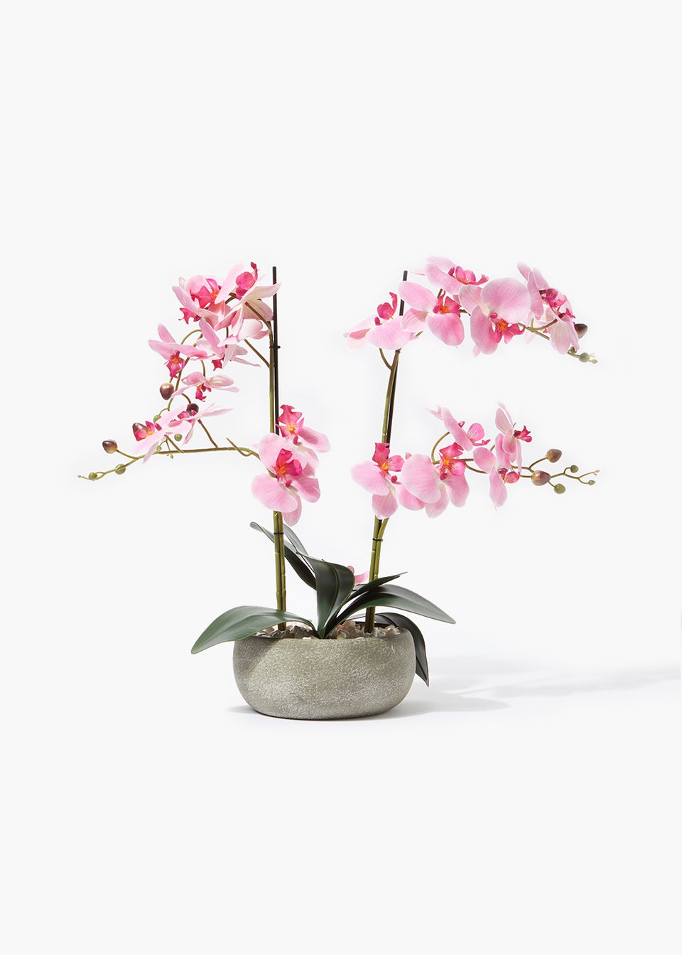 Pink Orchid in Large Pot (82cm)
