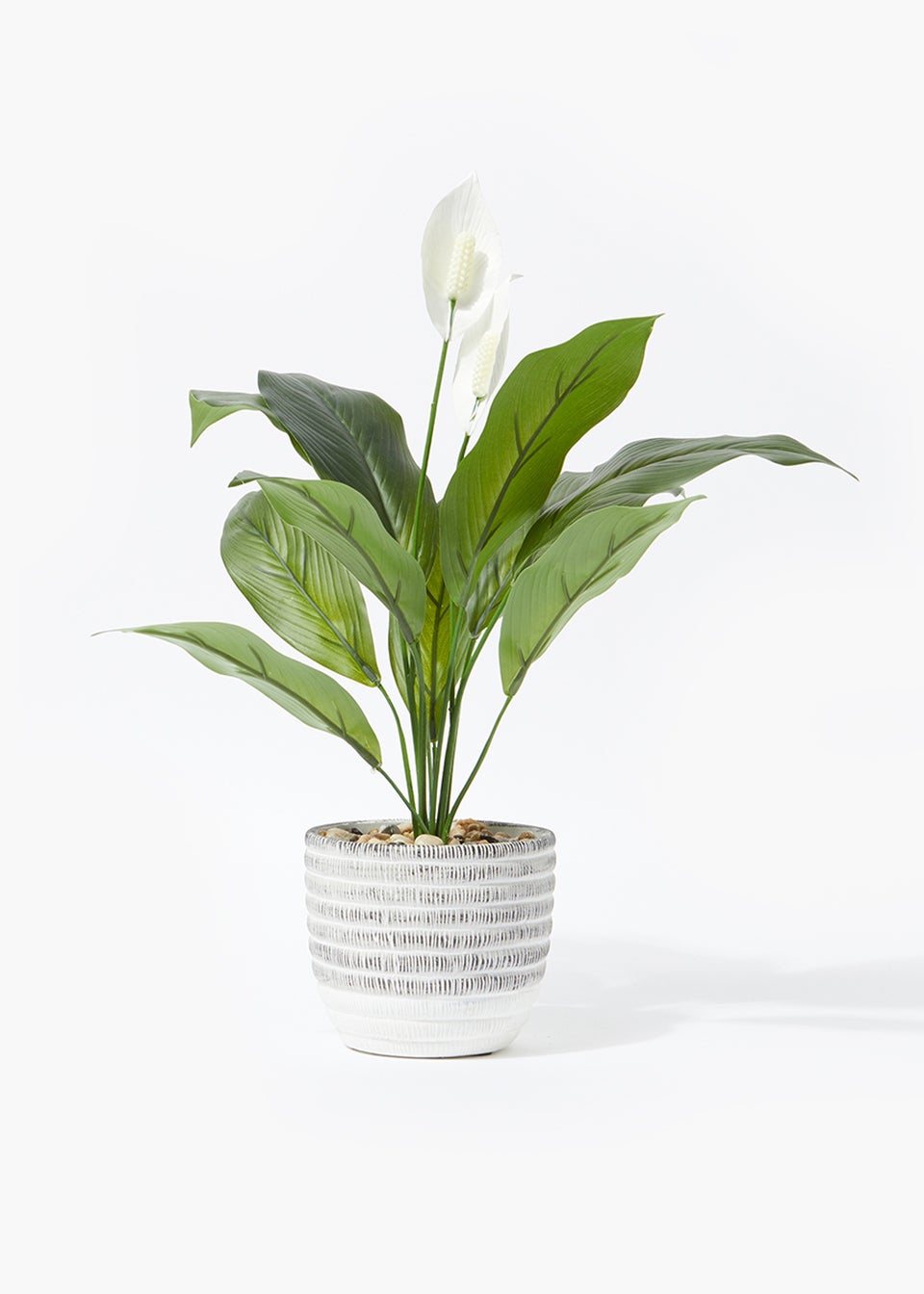 Peace Lily in Grey Pot (49cm x 15cm x 13cm)
