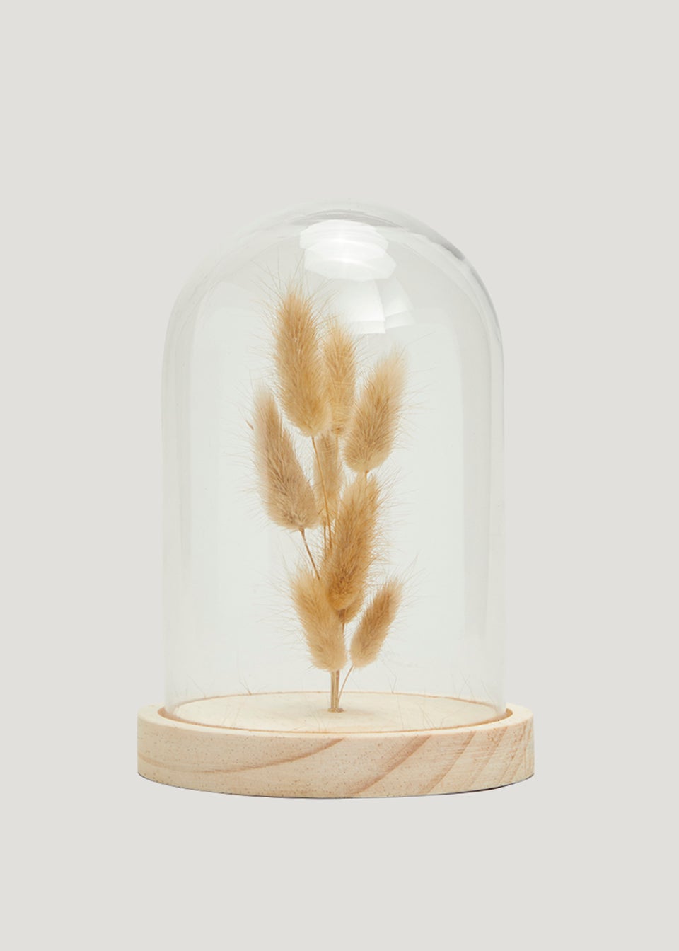 Bunny Tail Stems Under Cloche (13cm x 13cm x 19cm)