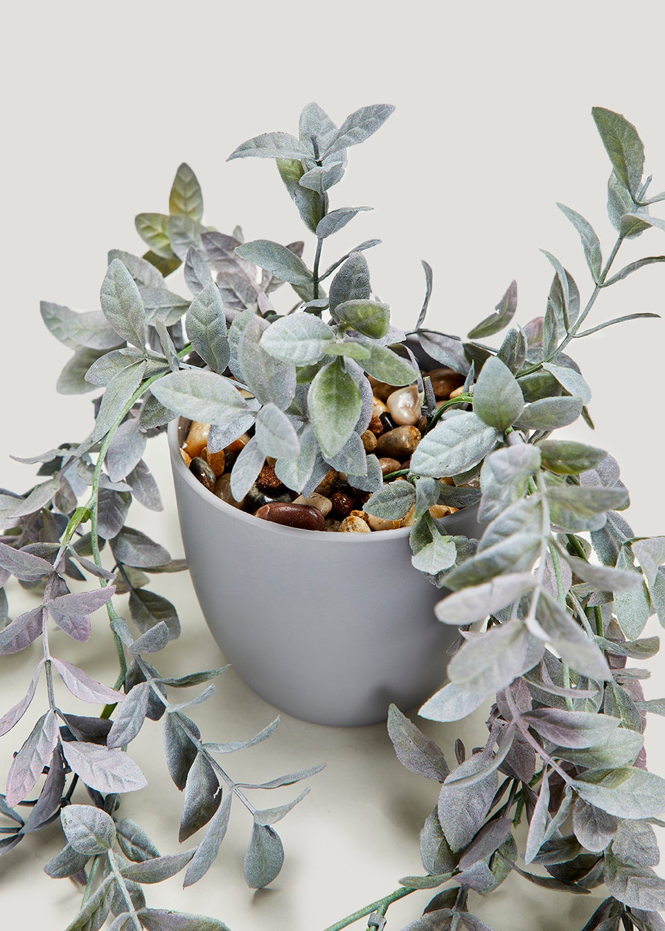 Trailing Plant in Grey Pot (10.5cm)