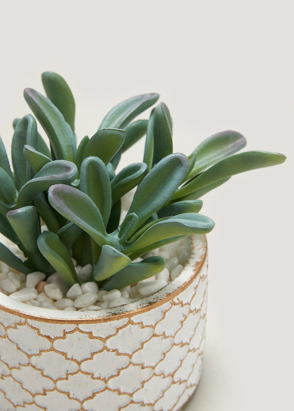 Succulent in Ceramic Pot (9cm x 11cm)