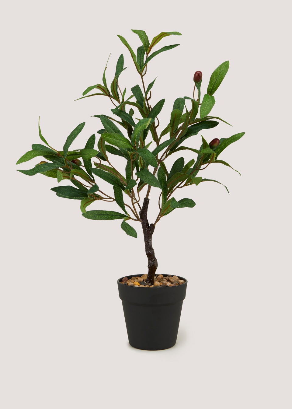 Olive Tree in Pot (13.5cm x 13.5cm x 60cm)