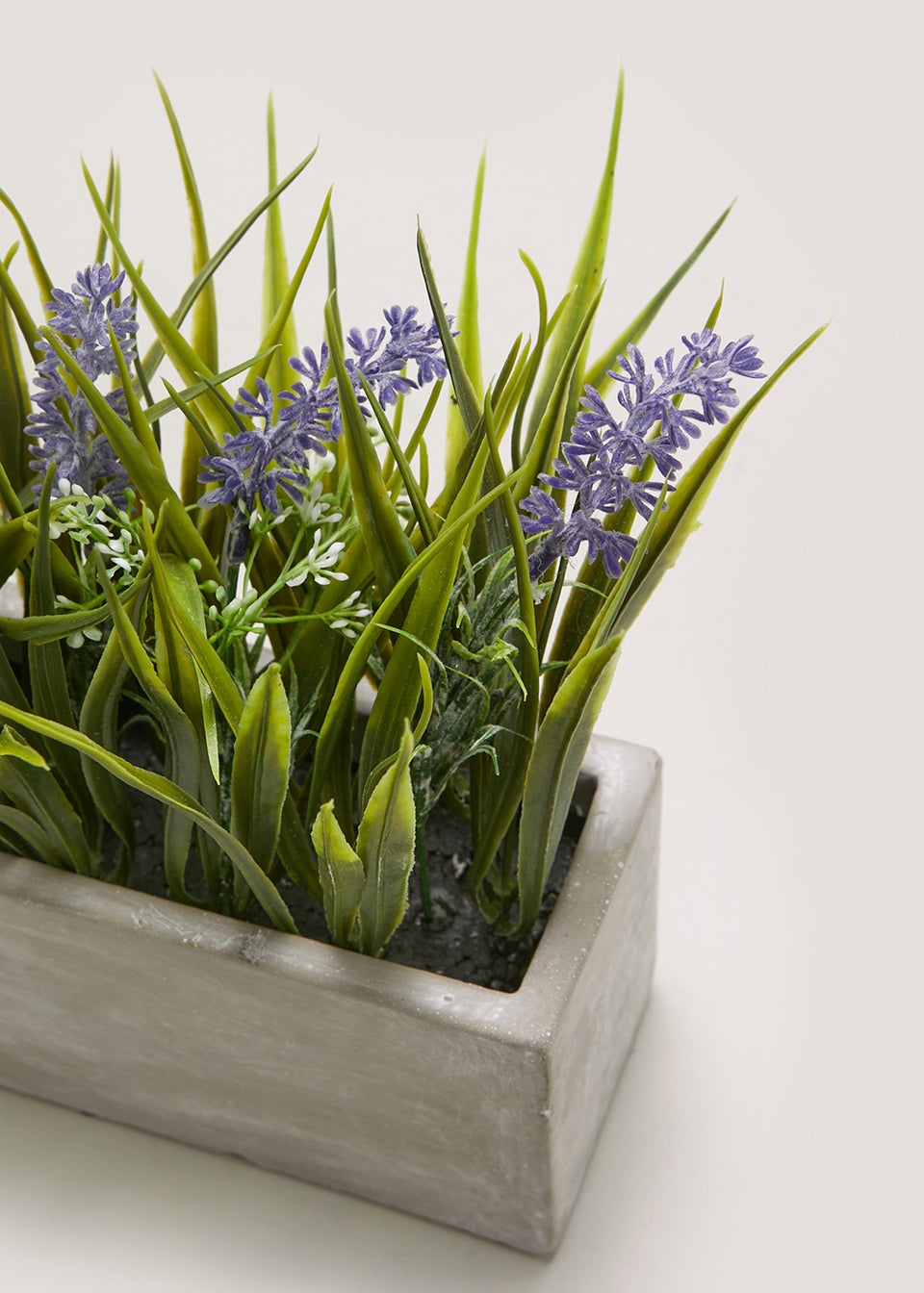 Lavender in Cement Pot (26cm) Matalan