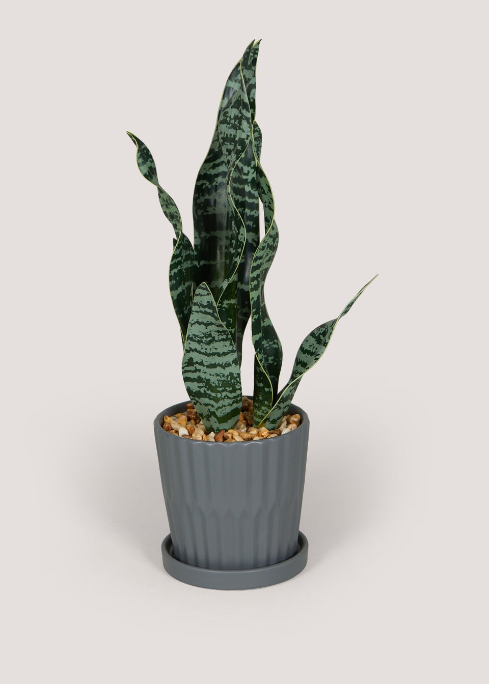 Snake Plant in Ceramic Pot (50cm x 12.5cm)