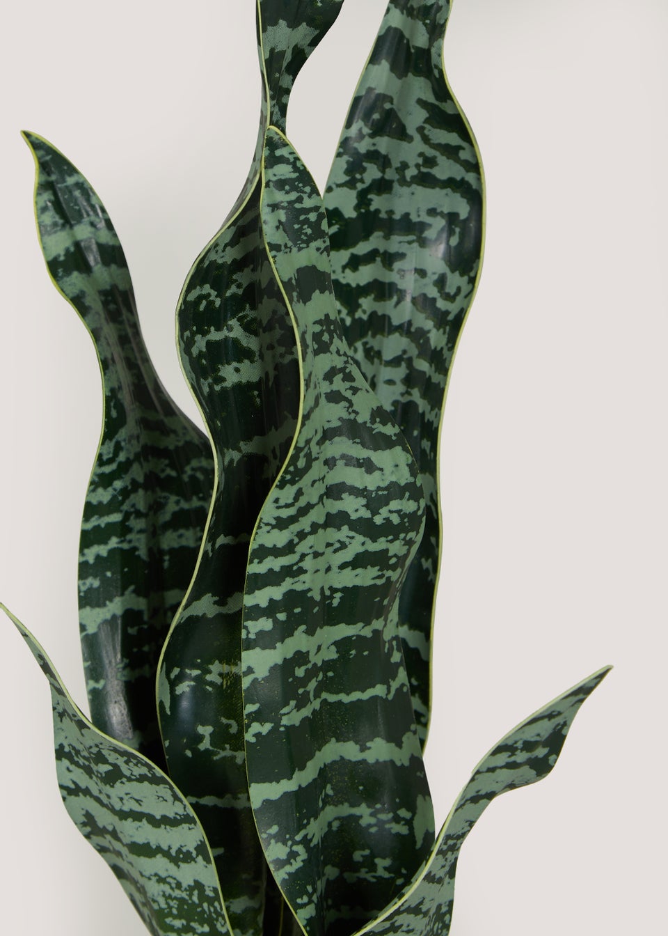 Snake Plant in Ceramic Pot (50cm x 12.5cm)