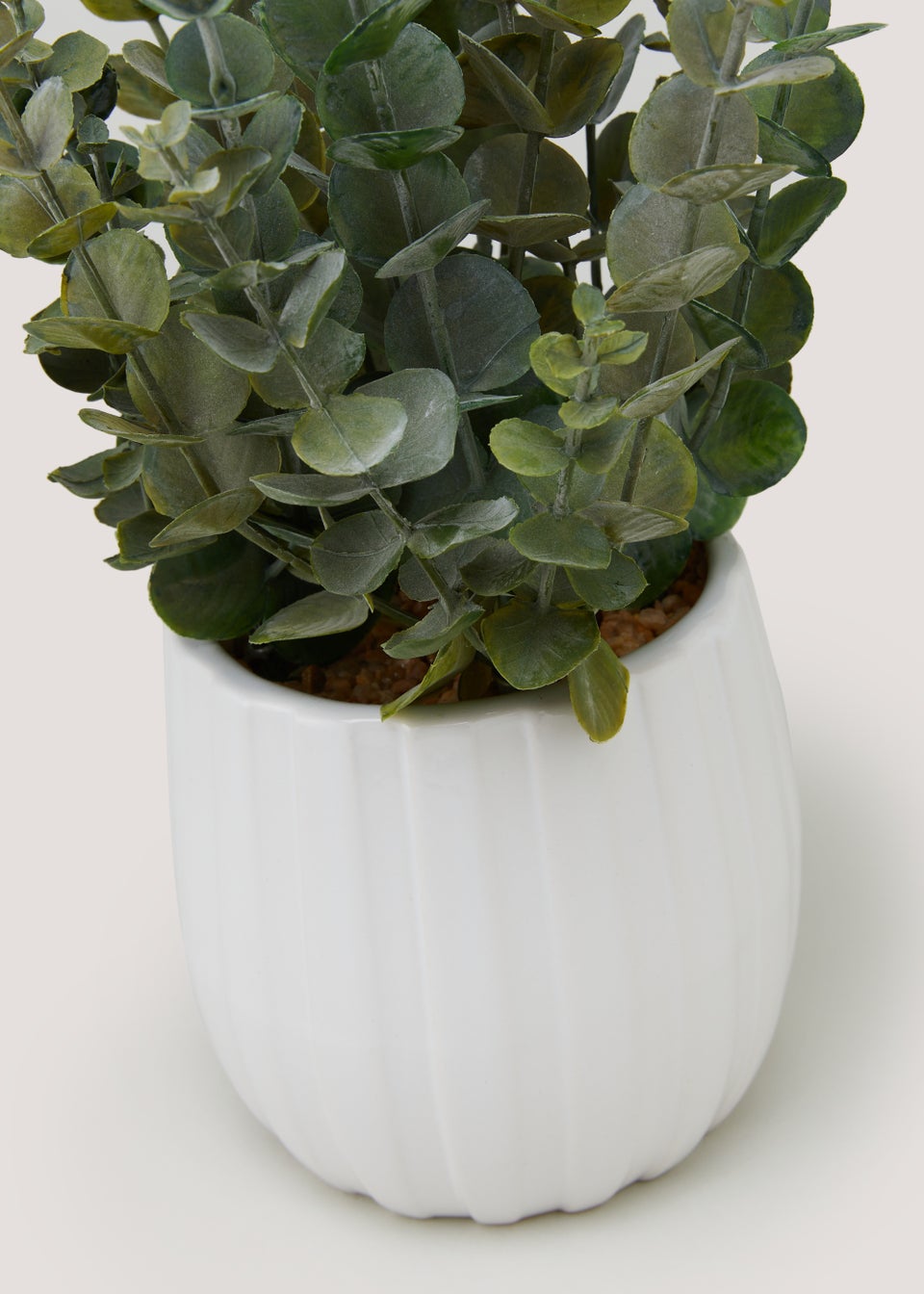 Eucalyptus White Ribbed Pot