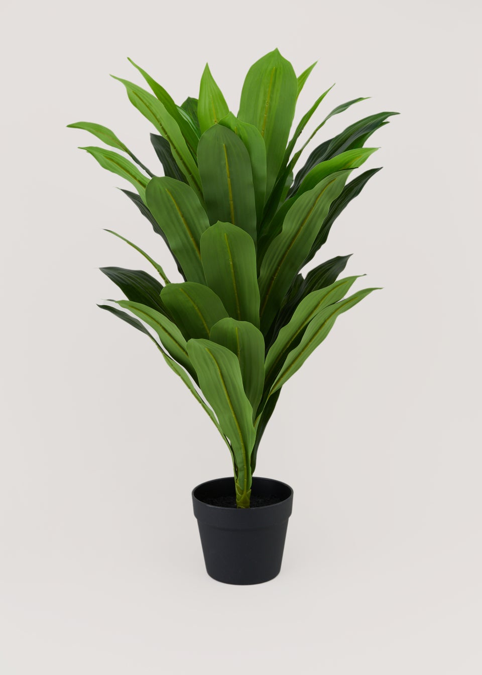 Dracaena Plant in Pot (80cm)