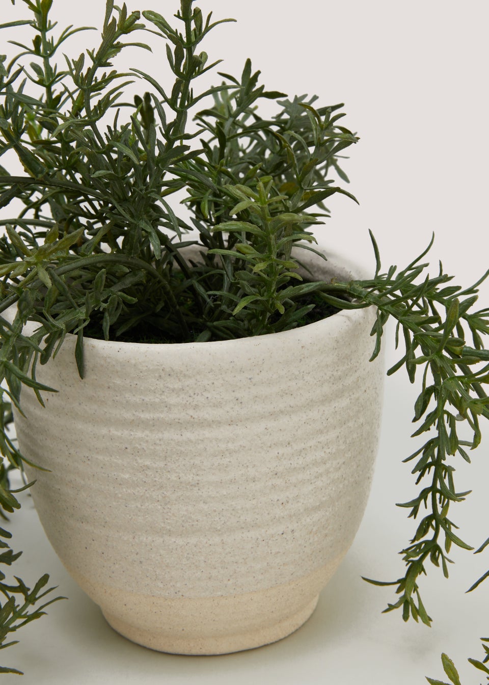 Trailing Herb in Ceramic Pot (9.5cm x 1cm)