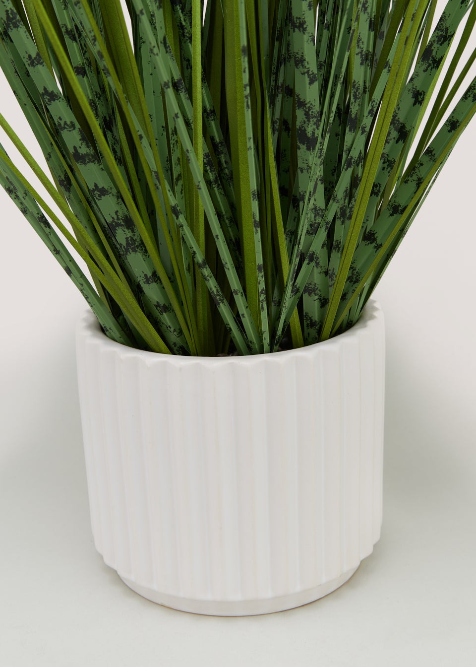 Zebra Grass in Cream Ribbed Pot (73cm)