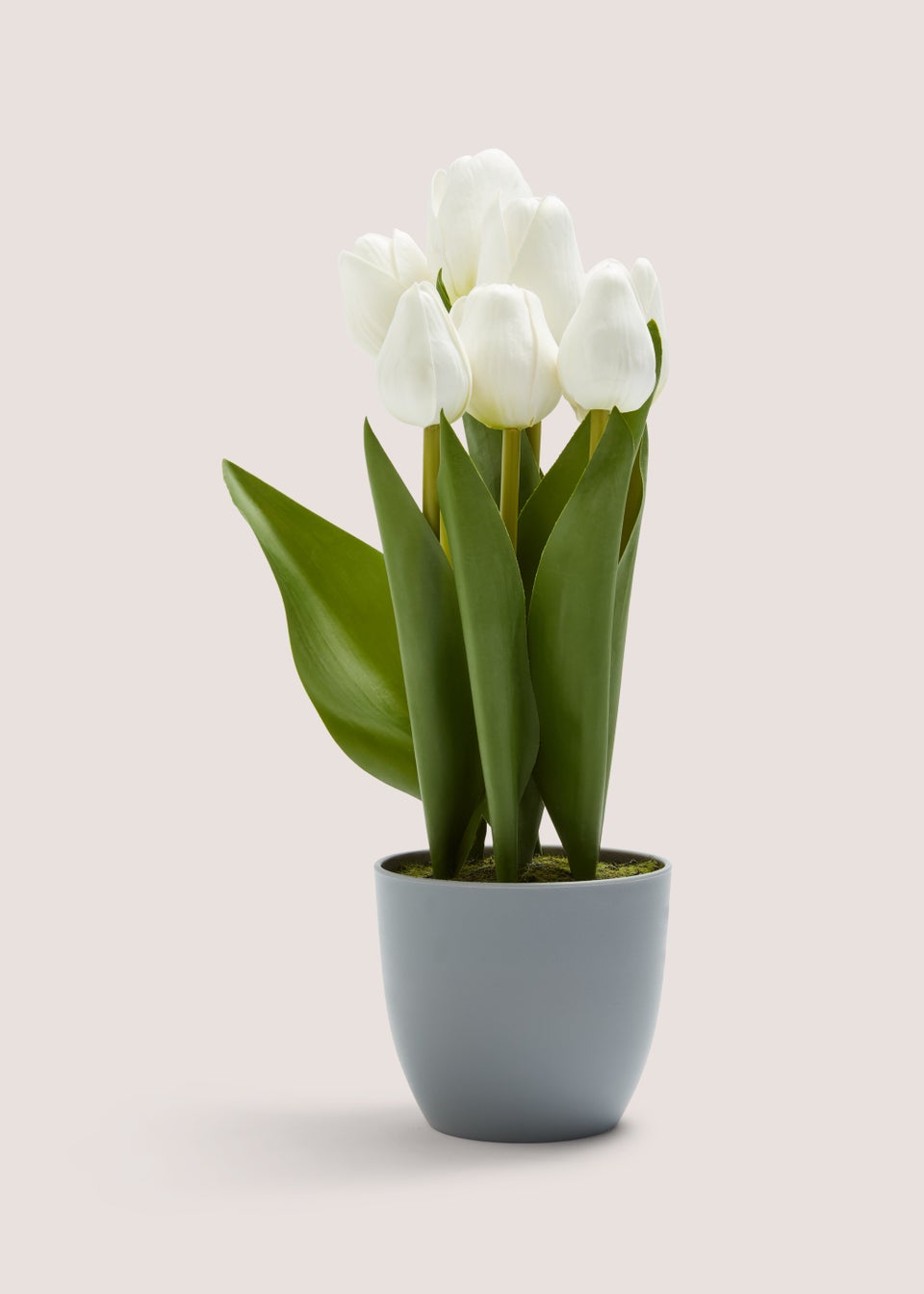 Tulips in Grey Pot