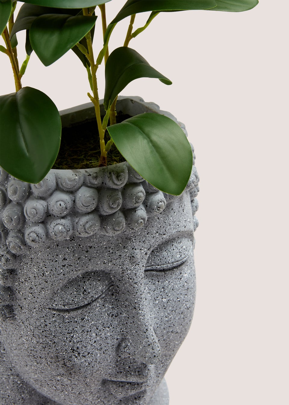 Grey Buddha Head Plant (70cm x 21cm x 12cm)