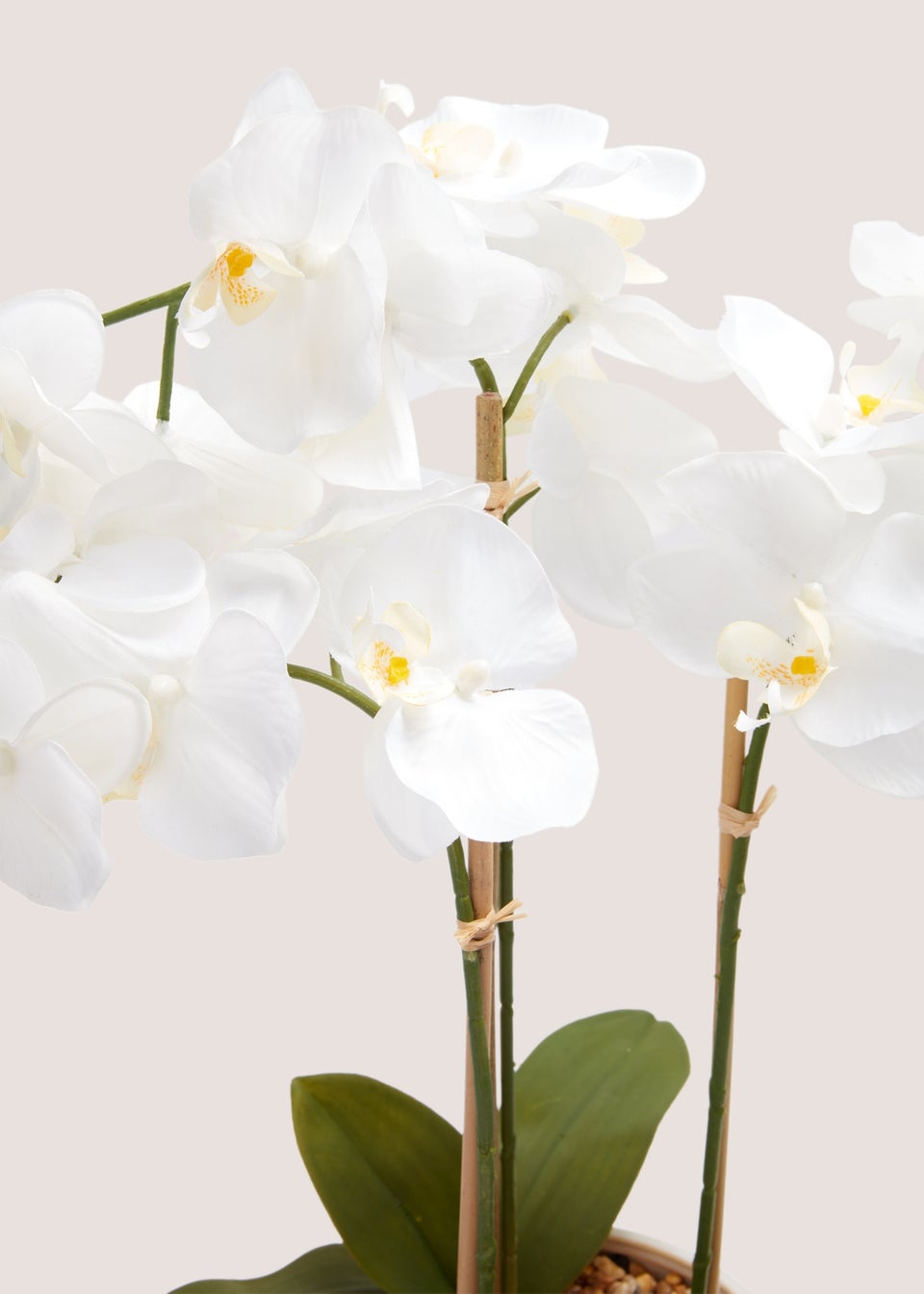 Cottage Orchid In Cream Embossed Pot (55cm x 42cm x 18cm)