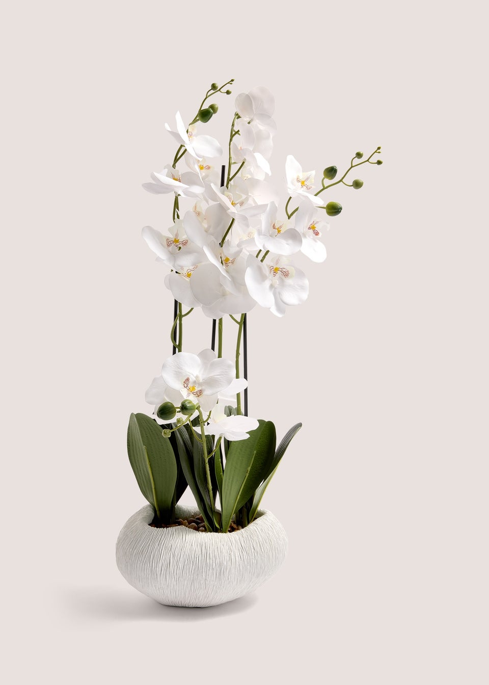 Orchid In Resin Shell Pot  (41cm x 31cm x 70cm)