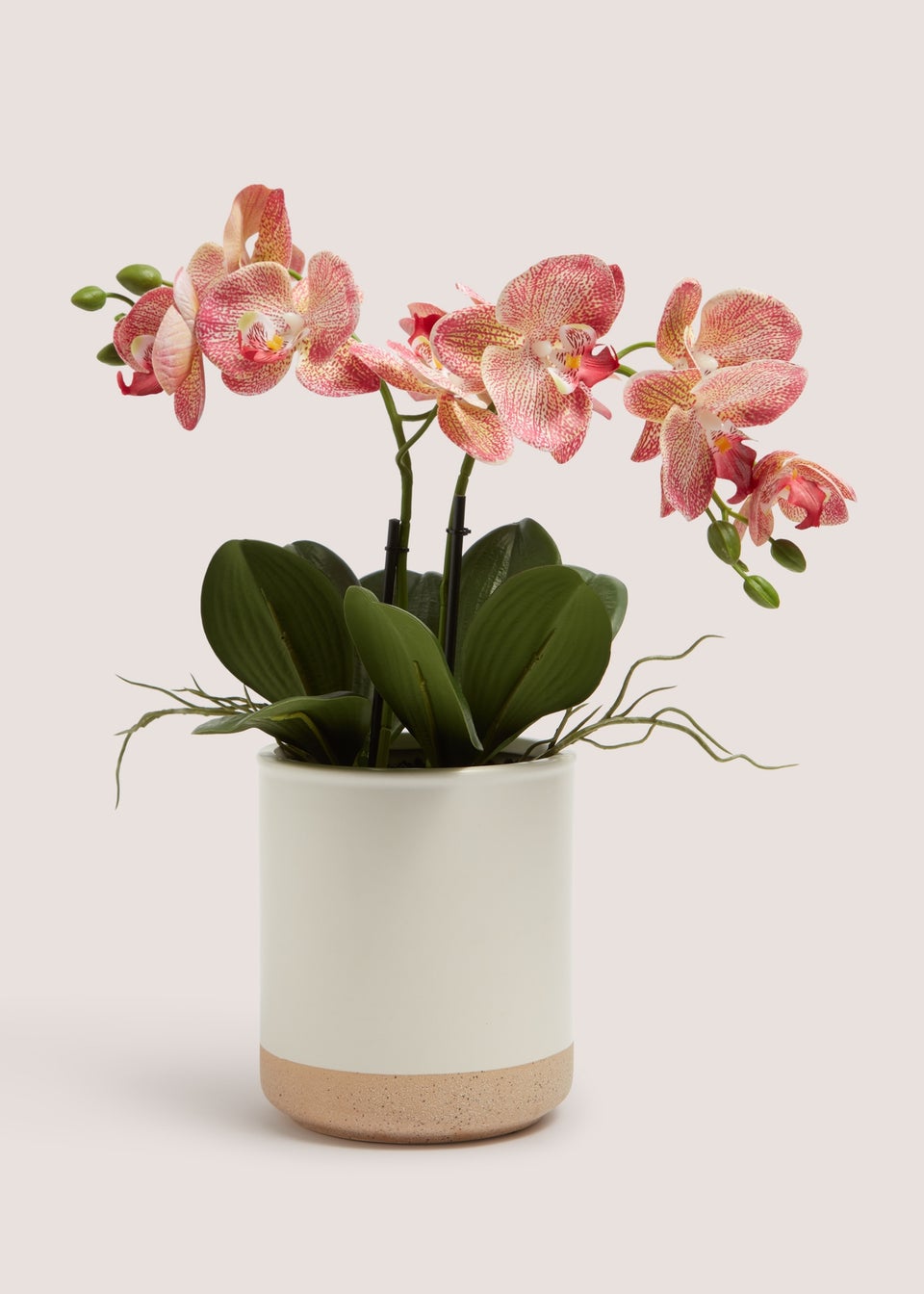 Pink Oriental Orchid In Cream Pot (35cm x 35cm x 44cm)