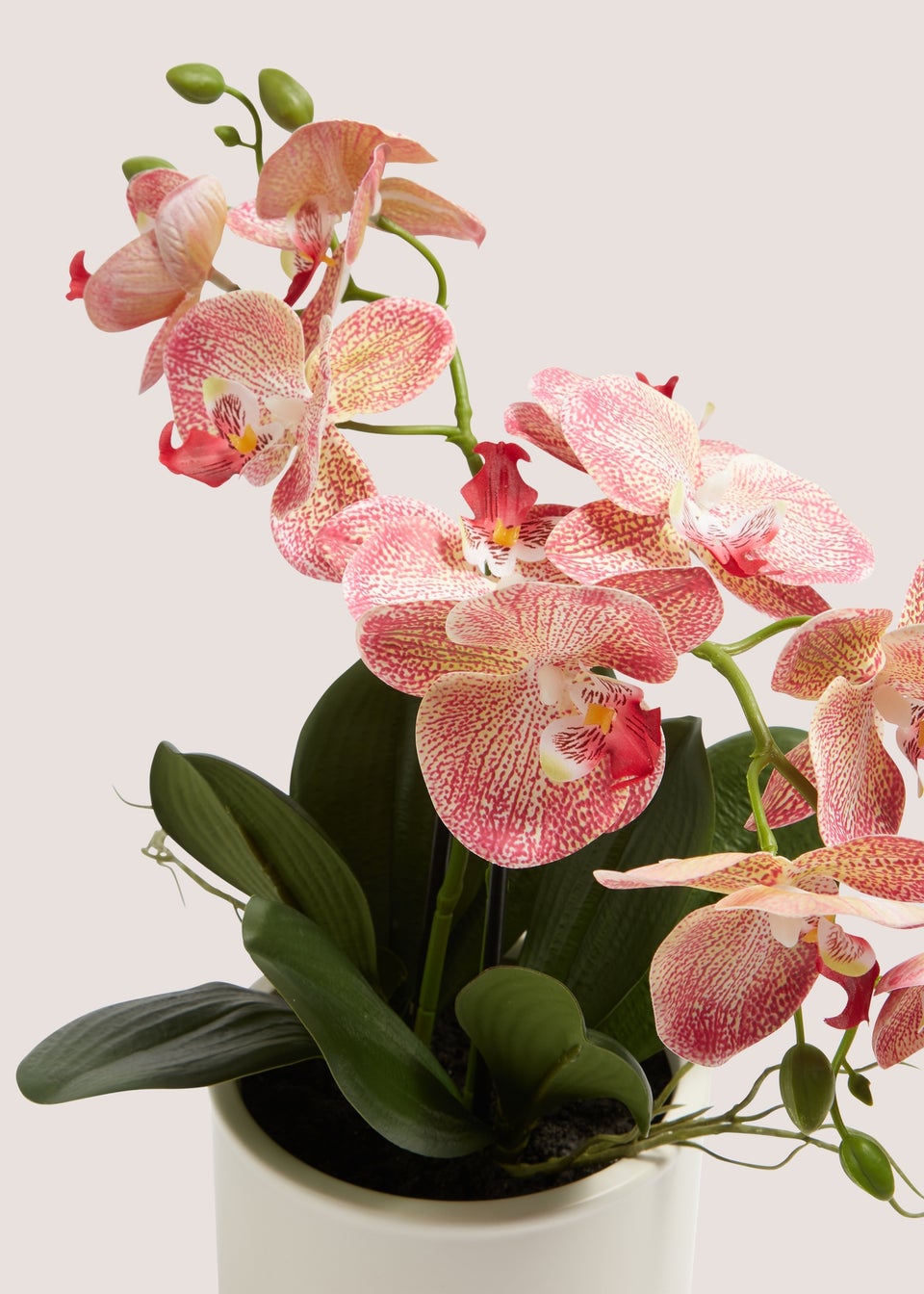 Pink Oriental Orchid In Cream Pot (35cm x 35cm x 44cm)