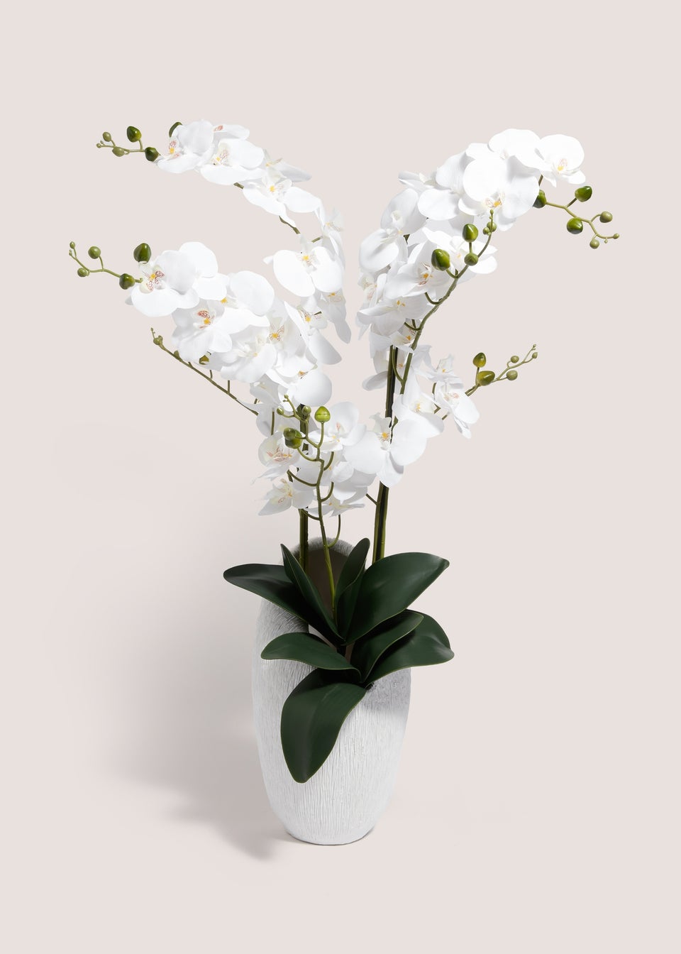 Orchid Shell In White Pot (43cm x 24cm x 90cm)
