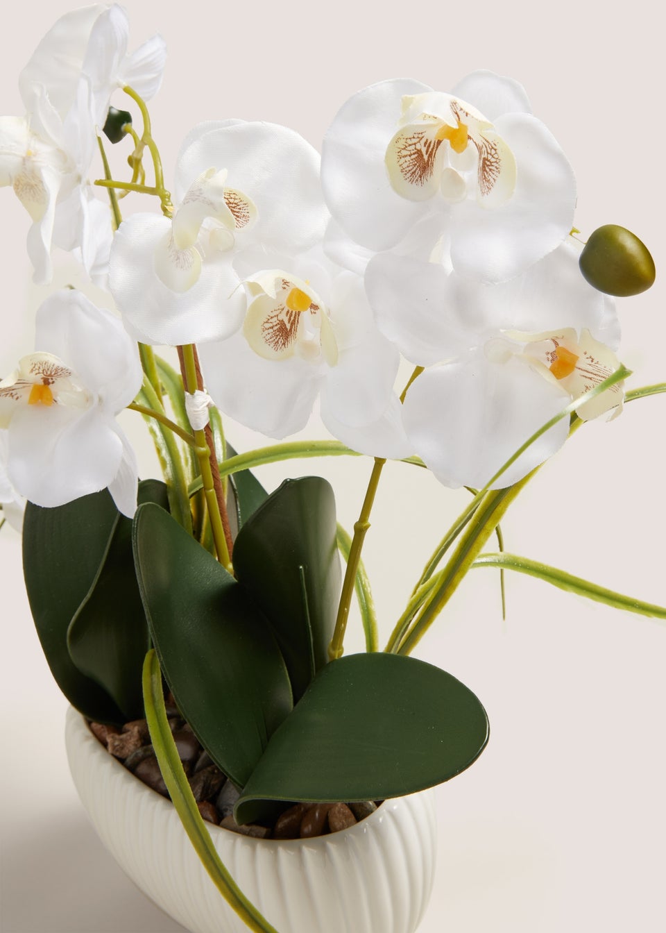 Window Ledge Orchid In Ribbed Pot (40cm x 25cm x 25cm)