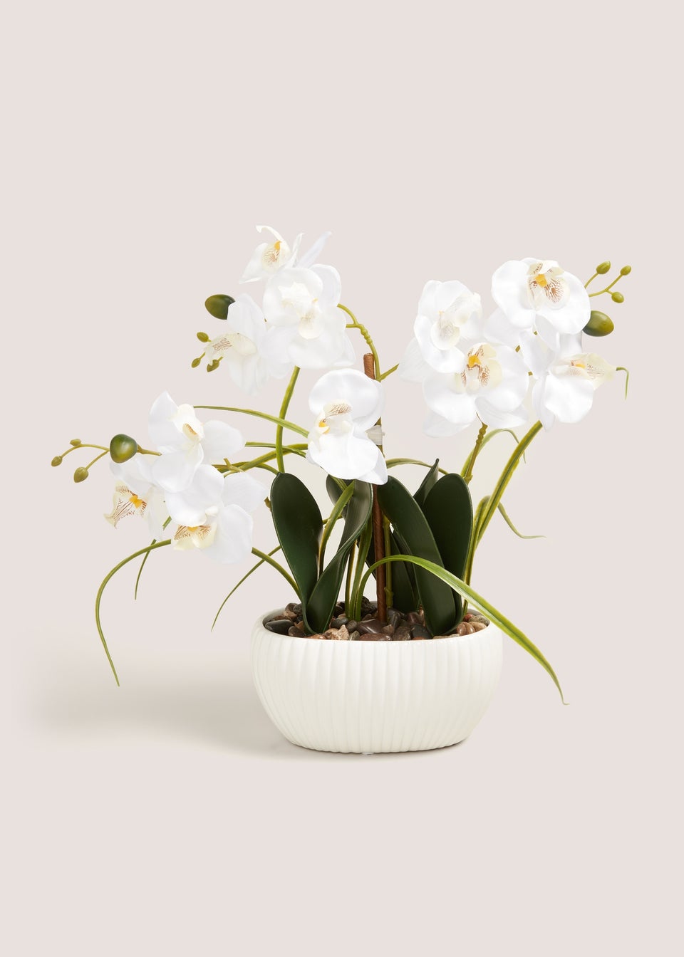 Window Ledge Orchid In Ribbed Pot (40cm x 25cm x 25cm)