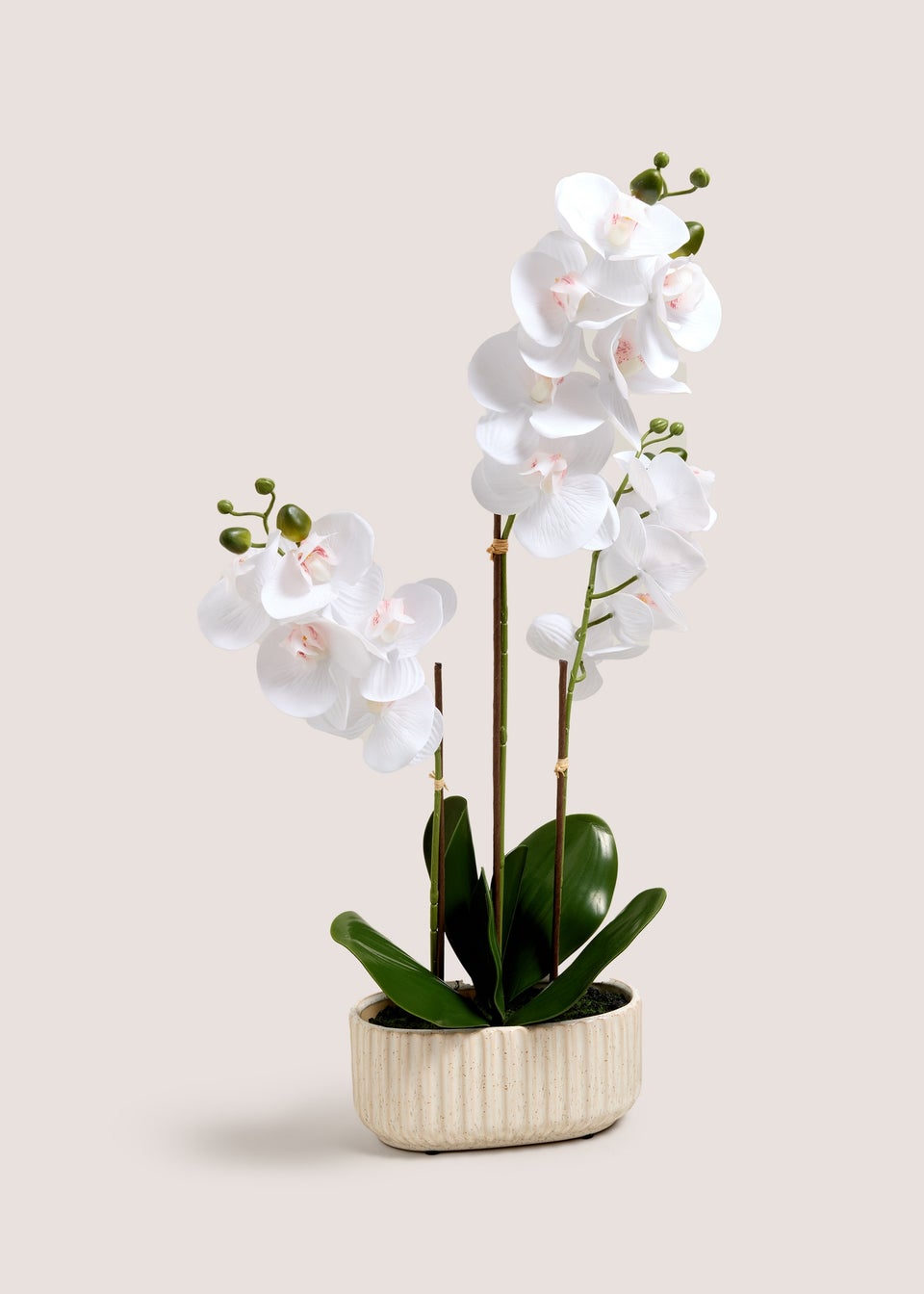 Ribbed Window Ledge Orchid