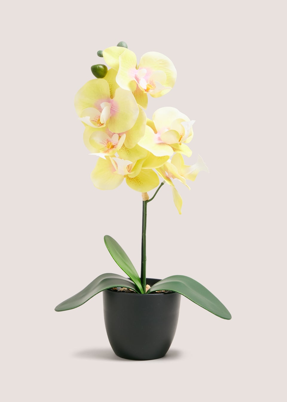Yellow Orchid In Plastic Pot