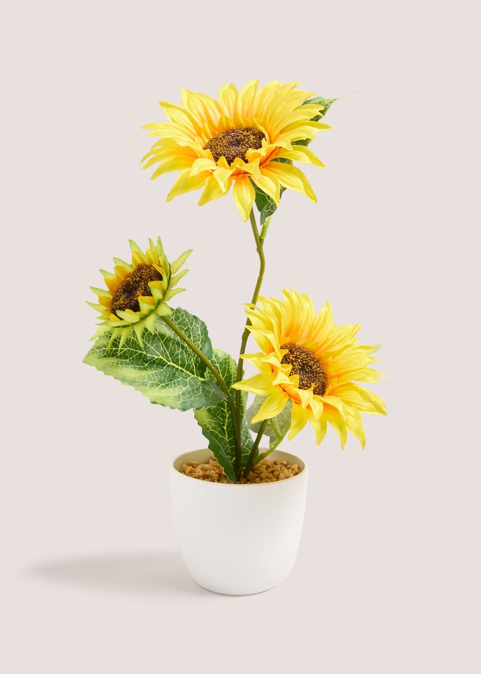 Sunflower In Plastic Pot