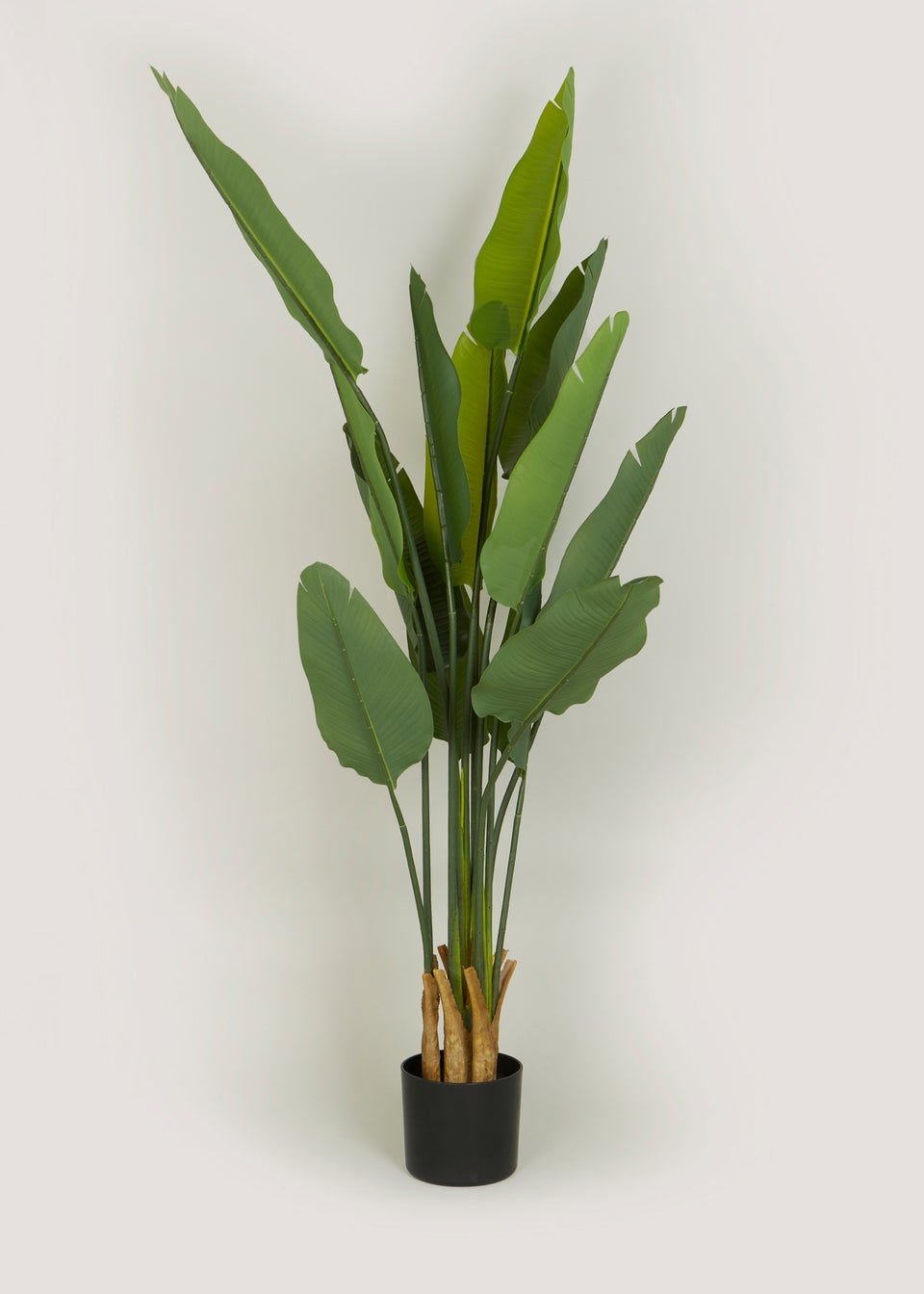 Green Banana Tree