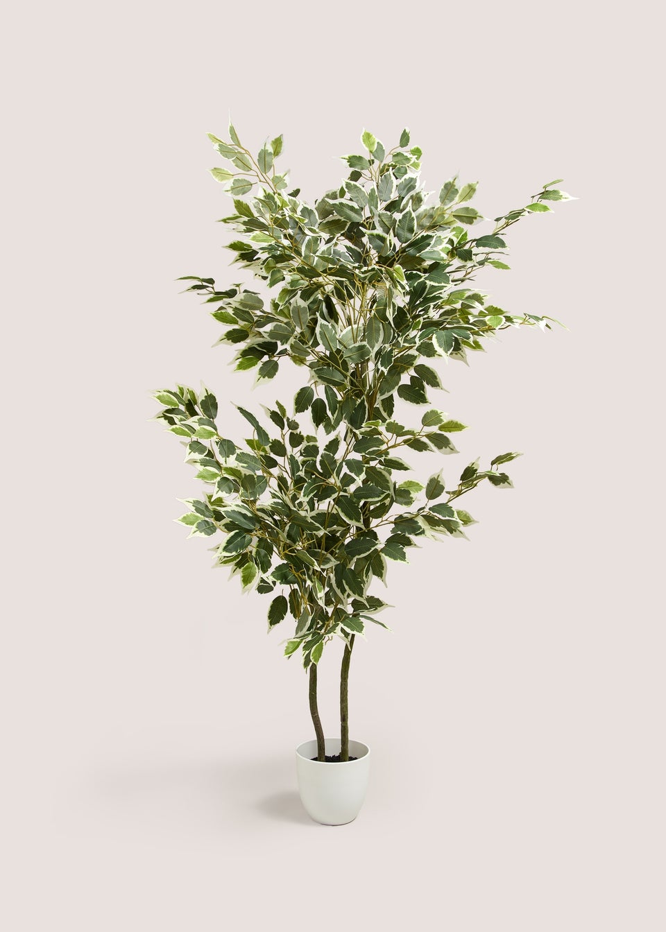 Fiscus Tree