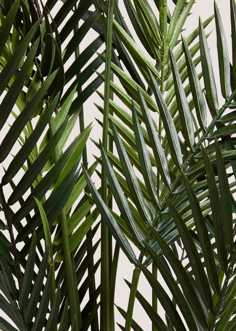 Dark Palm Tree
