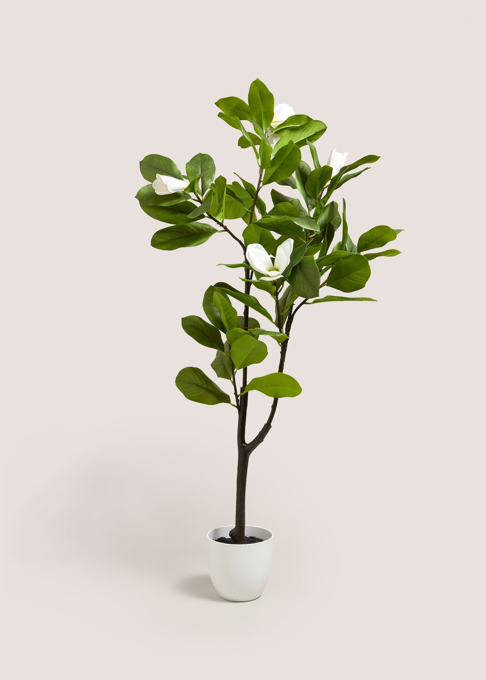 White Magnolia Tree