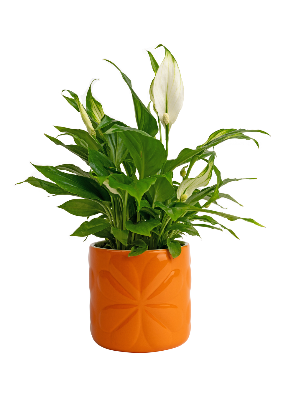 Beau & Elliot Orange Carnaby Porcelain Embossed Pot Small