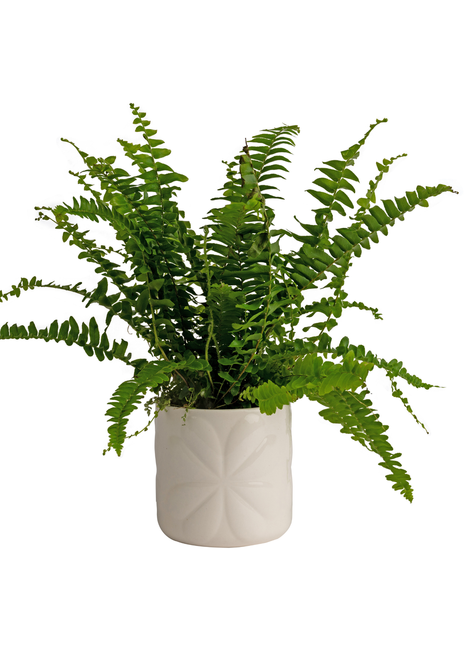 Beau & Elliot Ivory Carnaby Porcelain Embossed Pot Small