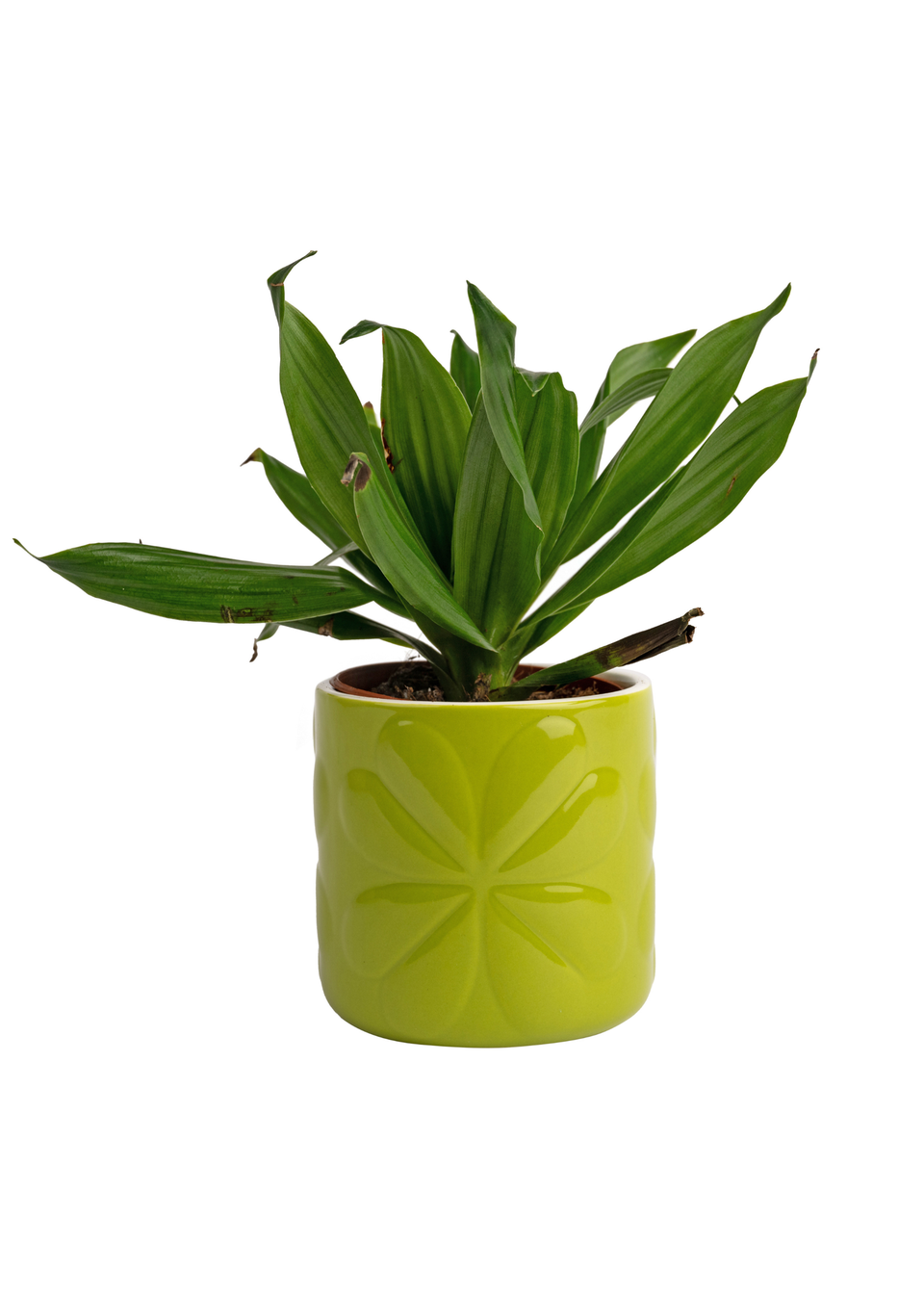 Beau & Elliot Lime Carnaby Porcelain Embossed Pot Small