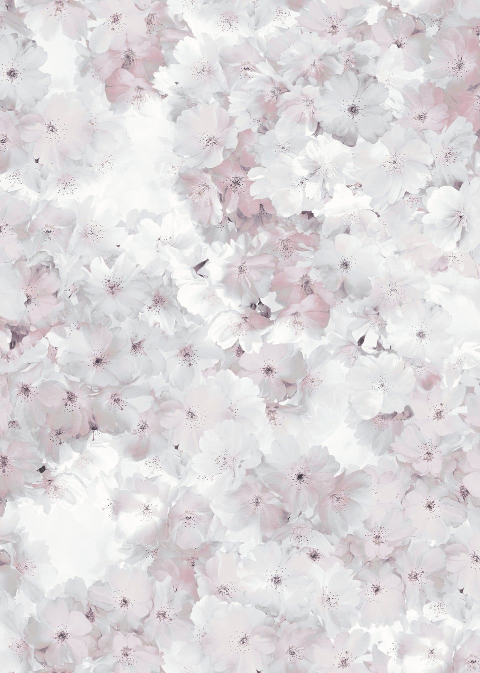 Muriva Apple Blossom Rose