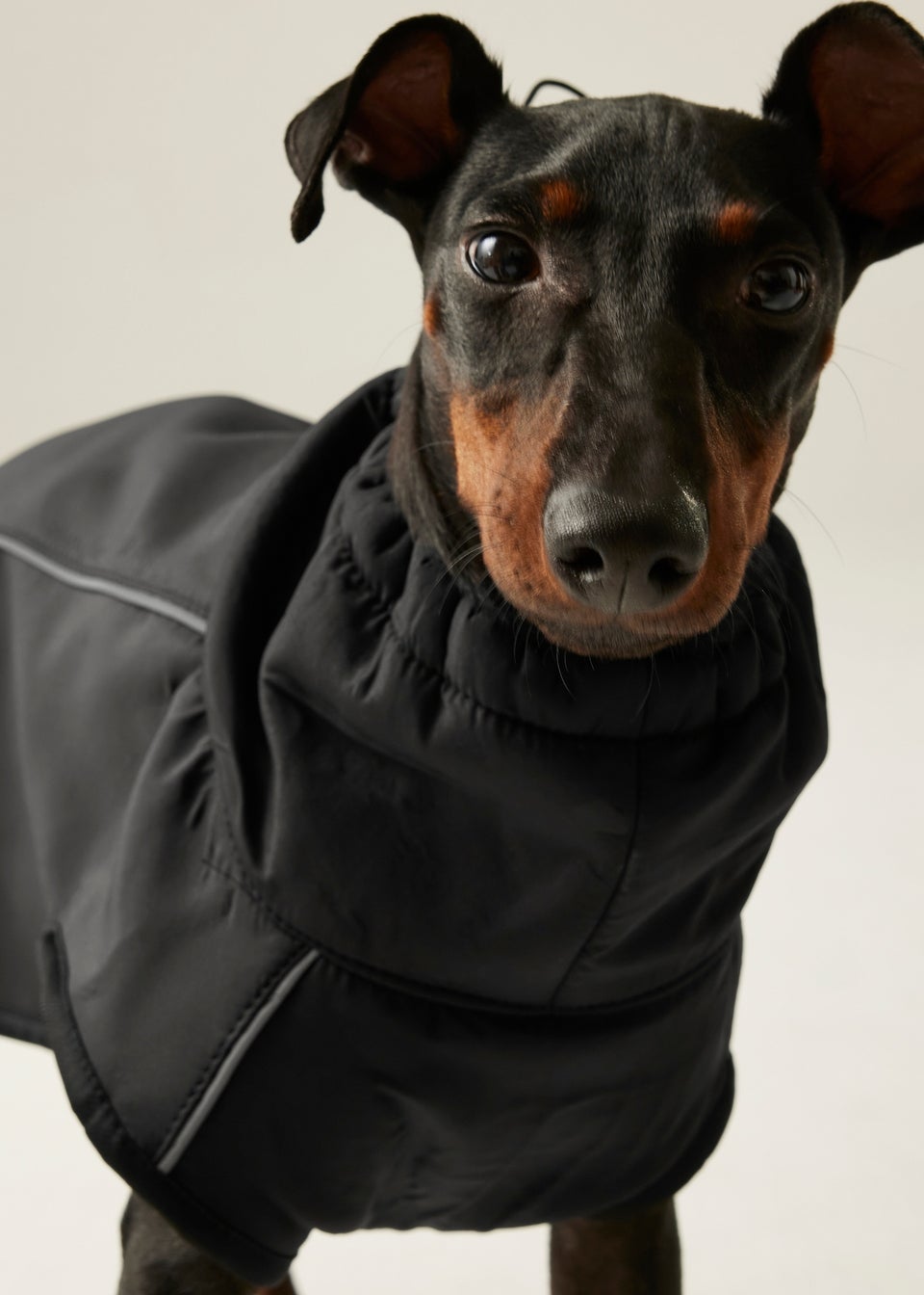 Regatta Black Pet's Softshell Waterproof Dog Coat