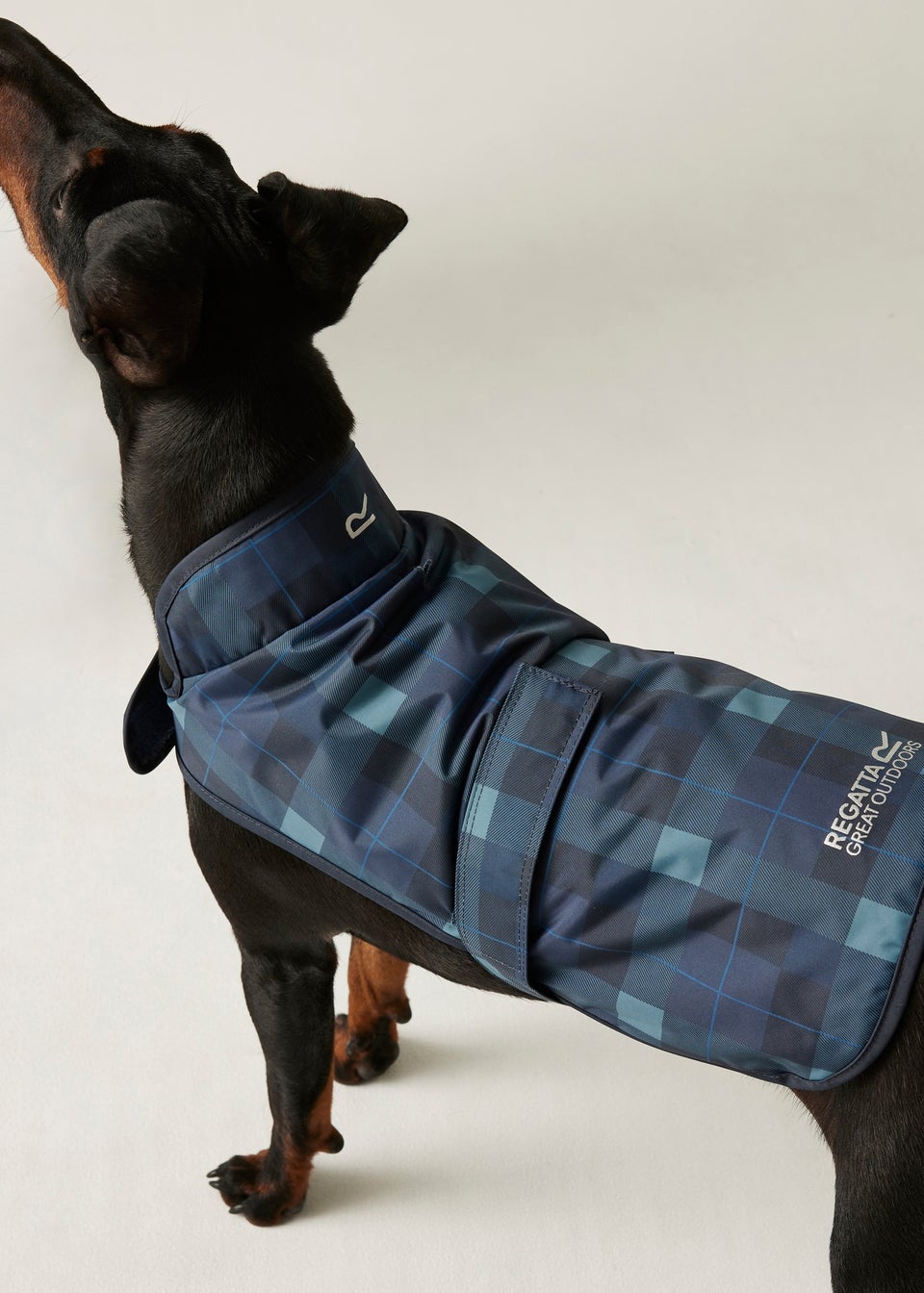 Regatta Ink Pet's Arlo  Waterproof Dog Coat