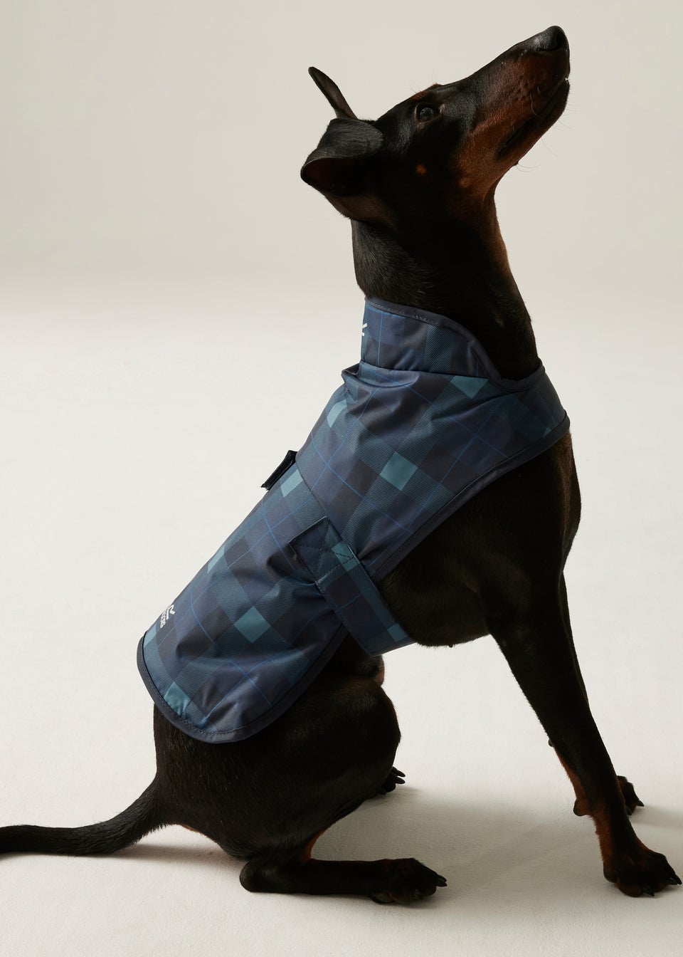 Regatta Ink Pet's Arlo  Waterproof Dog Coat