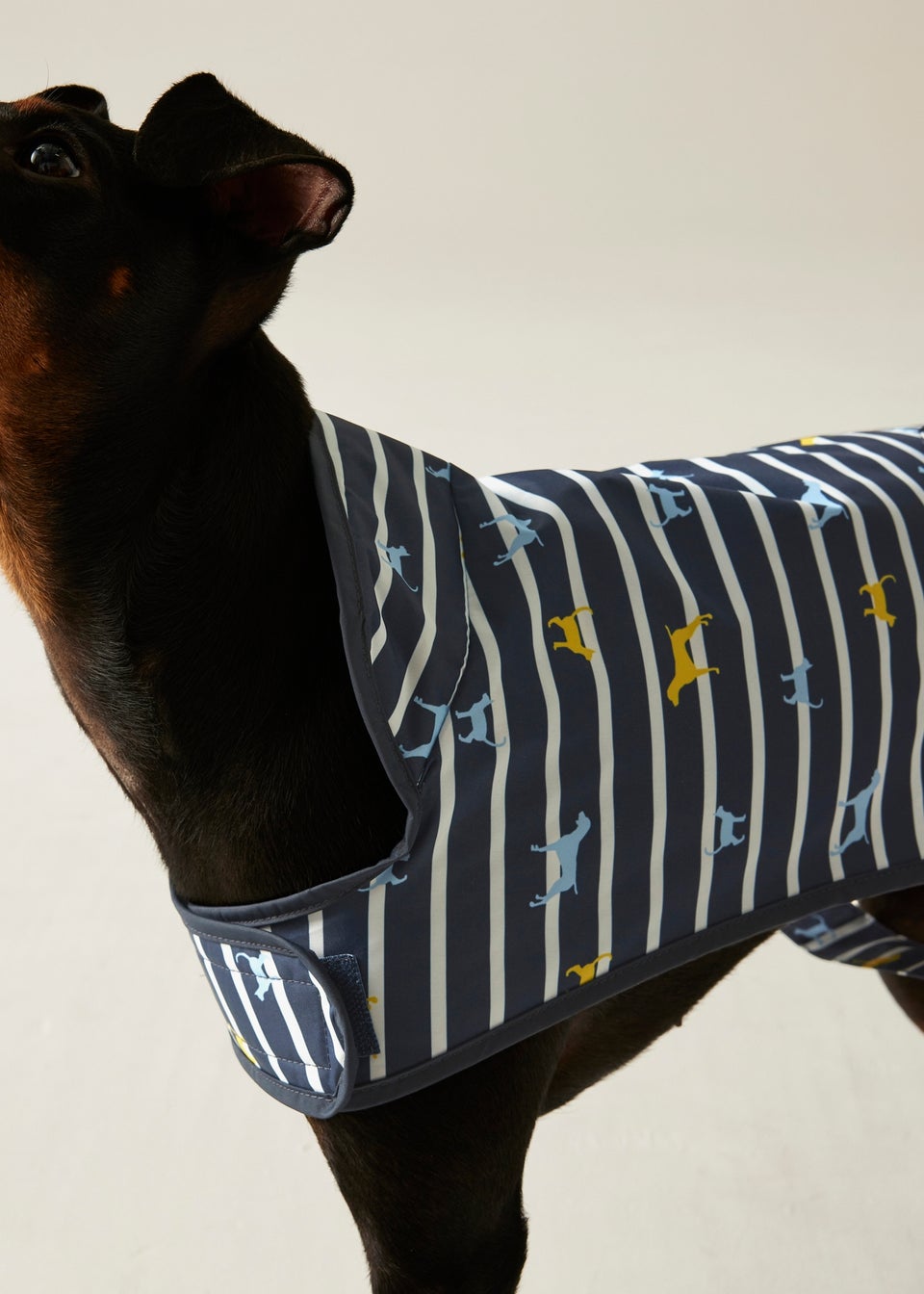 Regatta Navy/White Pet's Arlo  Waterproof Dog Coat