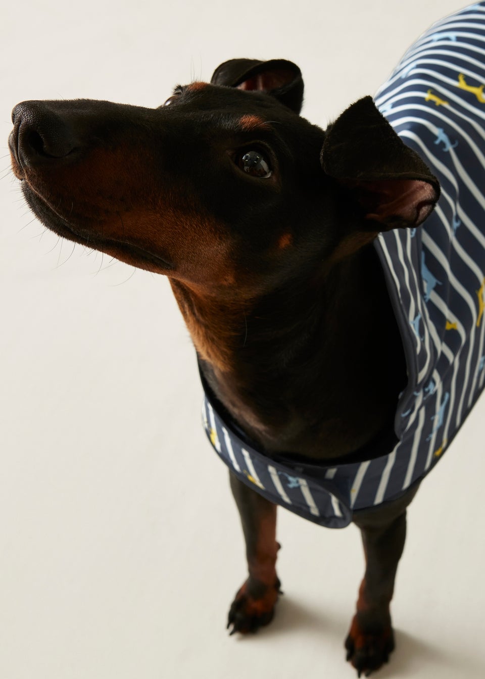 Regatta Navy/White Pet's Arlo  Waterproof Dog Coat