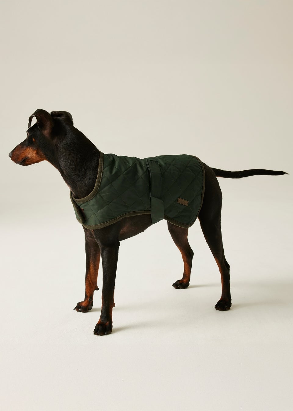 Regatta Khaki Pet's Odie Waterproof Dog Coat