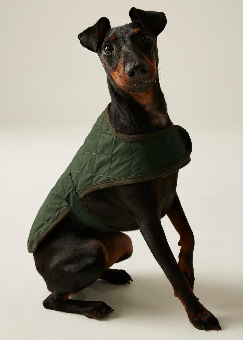Regatta Khaki Pet's Odie Waterproof Dog Coat