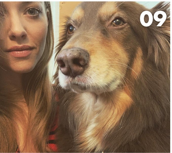 Amanda Seyfried’s Dog - 82,800 Followers