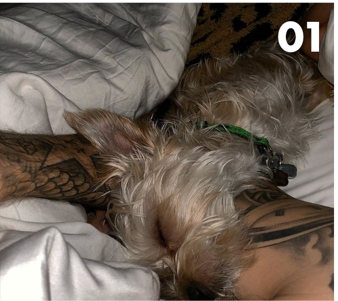 Justin Bieber’s Dog - 945,000 Followers